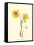 Delicate Wildflowers II-null-Framed Stretched Canvas