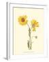 Delicate Wildflowers II-null-Framed Art Print