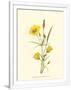 Gramercy White
