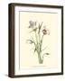 Delicate Wildflowers IV-null-Framed Art Print