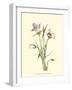 Delicate Wildflowers IV-null-Framed Art Print