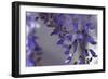 Delicate Wisteria I-Rita Crane-Framed Photographic Print