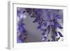 Delicate Wisteria I-Rita Crane-Framed Photographic Print