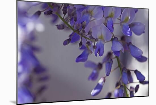 Delicate Wisteria I-Rita Crane-Mounted Photographic Print