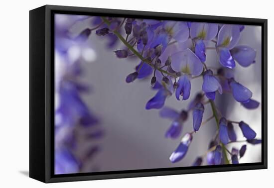 Delicate Wisteria I-Rita Crane-Framed Stretched Canvas