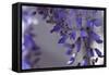 Delicate Wisteria I-Rita Crane-Framed Stretched Canvas