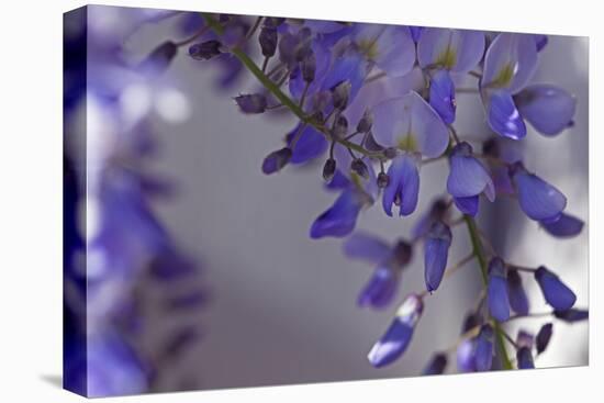 Delicate Wisteria I-Rita Crane-Stretched Canvas