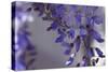 Delicate Wisteria I-Rita Crane-Stretched Canvas