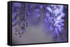 Delicate Wisteria II-Rita Crane-Framed Stretched Canvas