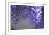 Delicate Wisteria II-Rita Crane-Framed Photographic Print