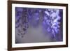 Delicate Wisteria II-Rita Crane-Framed Photographic Print