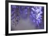 Delicate Wisteria II-Rita Crane-Framed Photographic Print