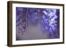 Delicate Wisteria II-Rita Crane-Framed Photographic Print