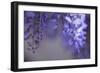 Delicate Wisteria II-Rita Crane-Framed Photographic Print