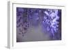 Delicate Wisteria II-Rita Crane-Framed Photographic Print