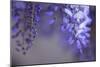 Delicate Wisteria II-Rita Crane-Mounted Photographic Print