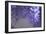 Delicate Wisteria II-Rita Crane-Framed Premium Photographic Print