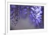 Delicate Wisteria II-Rita Crane-Framed Photographic Print