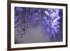 Delicate Wisteria II-Rita Crane-Framed Photographic Print