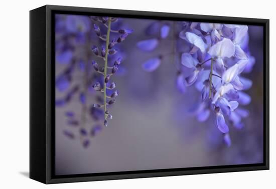 Delicate Wisteria II-Rita Crane-Framed Stretched Canvas