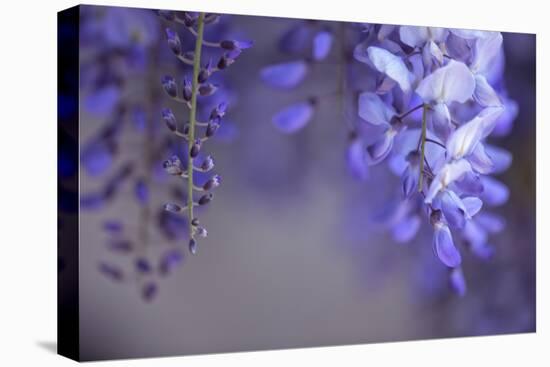 Delicate Wisteria II-Rita Crane-Stretched Canvas