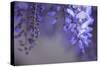 Delicate Wisteria II-Rita Crane-Stretched Canvas