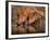 Delicate-Jaco Marx-Framed Premium Photographic Print