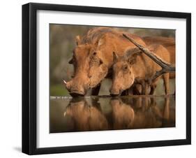 Delicate-Jaco Marx-Framed Premium Photographic Print