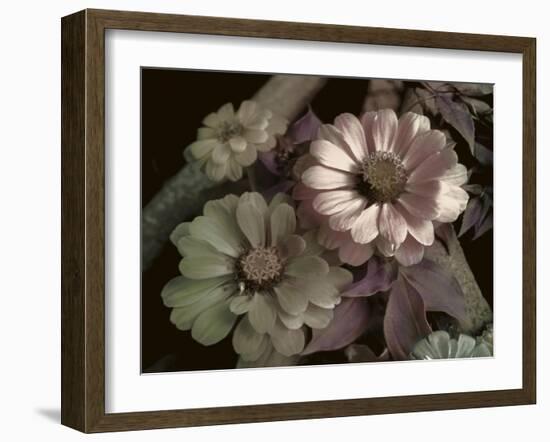 Delicato-Mindy Sommers-Framed Giclee Print