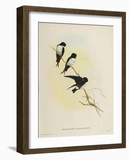 Delichon Nipalensis, from 'A Century of Birds from the Himalaya Mountains', 1830-32-John Gould-Framed Giclee Print