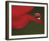 Delicious Drop-Mikio Watanabe-Framed Art Print