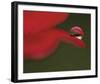 Delicious Drop-Mikio Watanabe-Framed Art Print