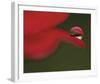 Delicious Drop-Mikio Watanabe-Framed Art Print