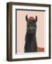 Delightful Alpacas IV-Becky Thorns-Framed Art Print