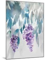 Delightful Wisteria-Tania Bello-Mounted Giclee Print