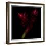 Delirium - Ginger-Magda Indigo-Framed Photographic Print