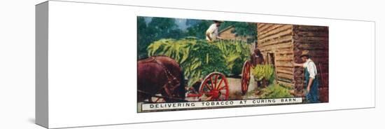 'Delivering Tobacco at Curing Barn', 1926-Unknown-Stretched Canvas