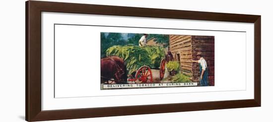 'Delivering Tobacco at Curing Barn', 1926-Unknown-Framed Giclee Print