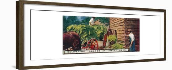 'Delivering Tobacco at Curing Barn', 1926-Unknown-Framed Giclee Print