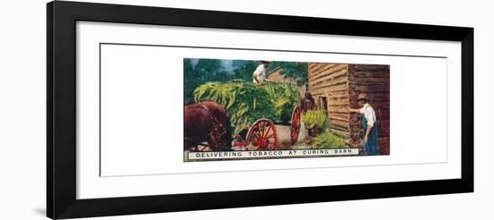 'Delivering Tobacco at Curing Barn', 1926-Unknown-Framed Giclee Print