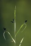 Bloody Cranesbill (Geranium Sanguineum) Flowers Covered in Dew, Bosnia and Herzegovina-della Ferrera-Photographic Print