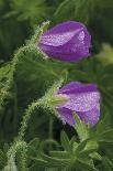 Flowering Hairy Vetch (Vicia Villosa) and Pedunculate Oak (Quercus Robur) Bosnia and Herzegovina-della Ferrera-Photographic Print