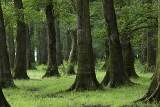 Common Oak (Quercus Robur) and Ash (Fraxinus Sp) Forest, Lonjsko Polje Np, Slavonia Region, Croatia-della Ferrera-Stretched Canvas