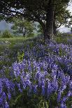 Flowering Hairy Vetch (Vicia Villosa) and Pedunculate Oak (Quercus Robur) Bosnia and Herzegovina-della Ferrera-Photographic Print