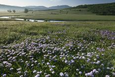 Beautiful Demoiselles and Spiders on Grass, Trebizat River, Bosnia and Herzegovina, May-della Ferrera-Framed Photographic Print