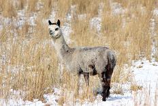 Alpaca in Snow-Delmas Lehman-Photographic Print