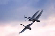 Tundra Swans in Flight-Delmas Lehman-Photographic Print