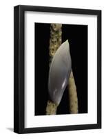 Delonovolva Aequalis-Paul Starosta-Framed Photographic Print