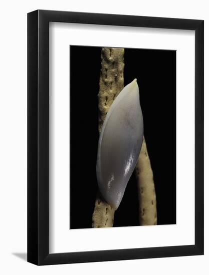 Delonovolva Aequalis-Paul Starosta-Framed Photographic Print
