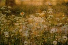 Dandelion Dreams-Delphine Devos-Photographic Print